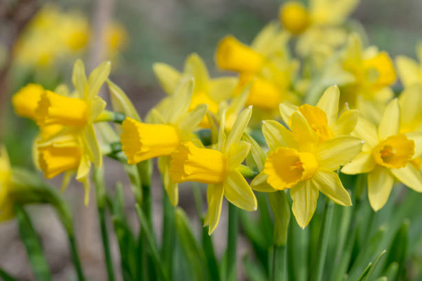istock daffodil flowers on a flower bed in early spring 1356745111