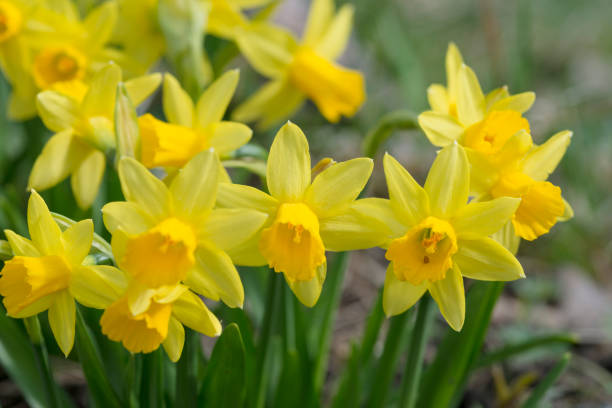 istock daffodil flowers on a flower bed in early spring 1356745112