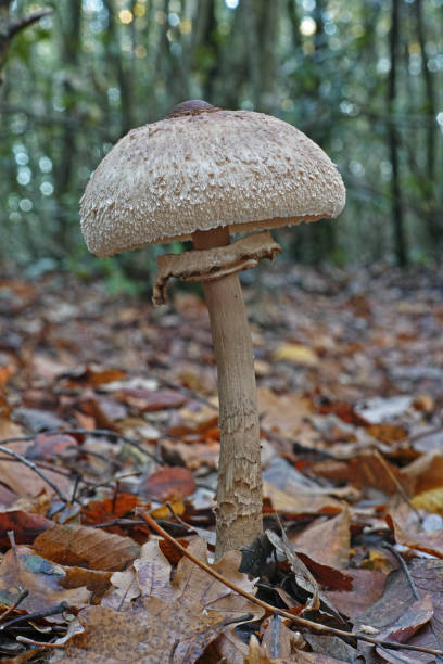 istock stinking parasol mushroom; Lepiota cristata 1356745711