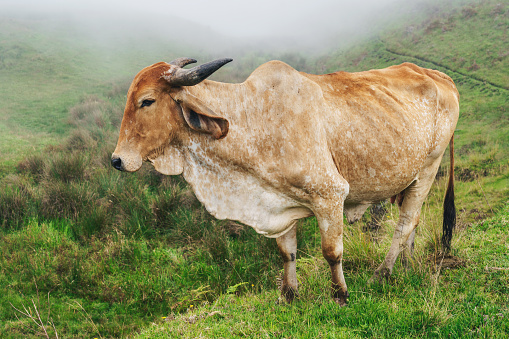 Agra, Uttar Pradesh, India - February 12, 2019: Zebu roaming free around Indian urban area to find food. Zebu cattle are characterised by a fatty hump on their withers, large dewlap and loose skin. They considered sacred so are only used for \ntheir milk or as draft animals.