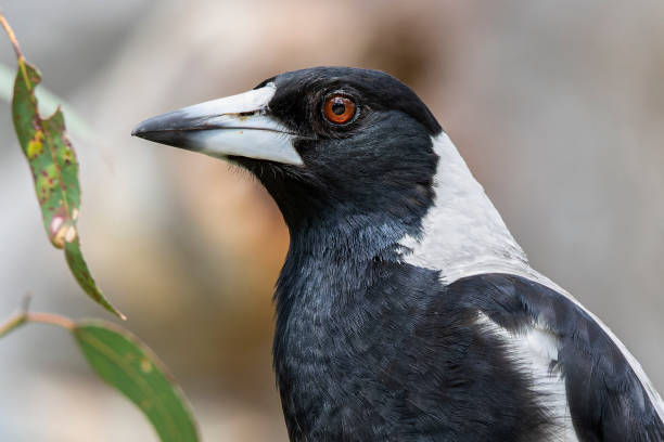 magpie australiano (gymnorhina tibicen) - pega rabuda - fotografias e filmes do acervo