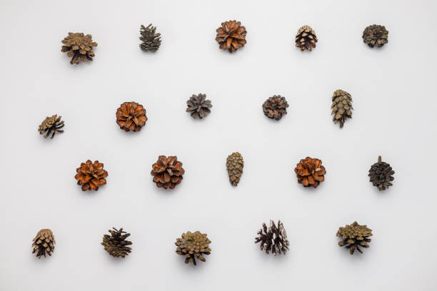 istock Fir and pine tree cones collection isolated on white background 1356747609