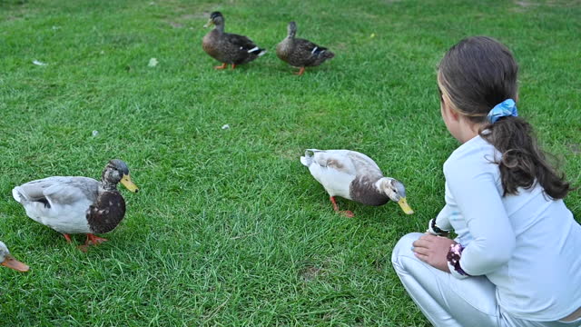 the child hand-feeds the ducks
