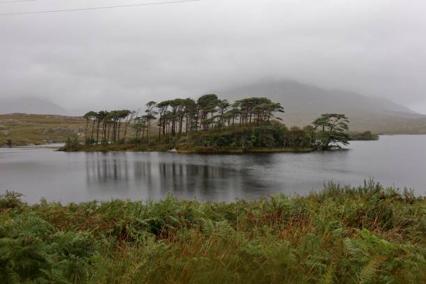 istock Connemara – Pines Island sul Derryclare Lough 1356749624