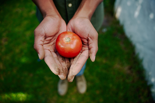 Farmer holding fresh tomato in hands. High quality photo