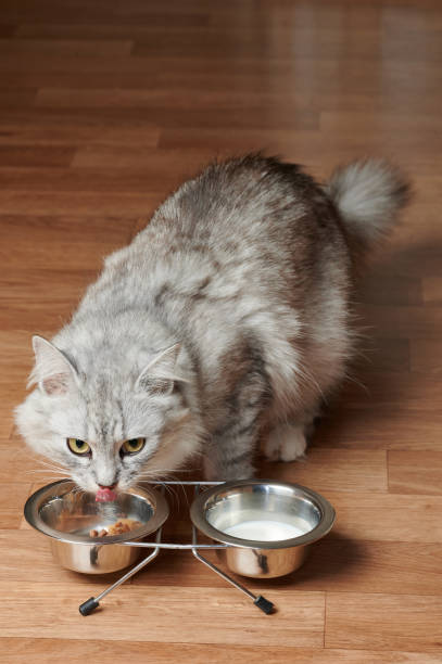 istock Happy cat eating his food 1356750018