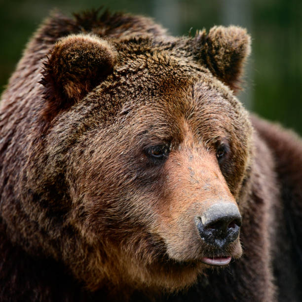 istock Brown bear is a wild and dangerous animal, resting after a walk. 1356751414