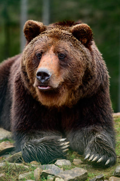 istock Brown bear is a wild and dangerous animal, resting after a walk. 1356751436
