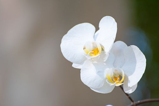 Orquidea, a beautiful white orchid in a park in Brazil, selective focus.