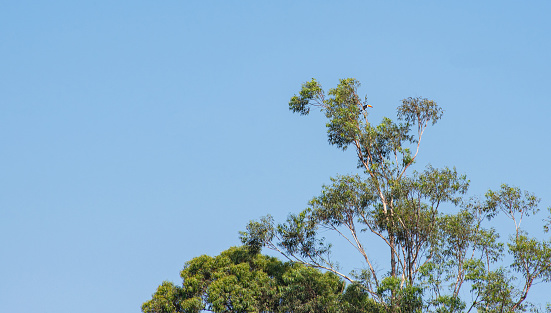 Tucano, Tucano bird on top of a eucalyptus in a park in Brazil, selective focus.