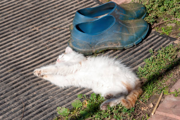 istock white with red spots kitten in the village 1356753414