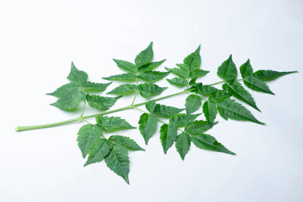 Leafs of Chinaberry tree or pride of India, Melia azedarach, Satara, Maharashtra, India. Leaves have been used as a natural insecticide to keep with stored food, but must not be eaten as they are highly poisonous. hojas de árbol de chinaberry u orgullo de la india, melia azedarach, satara, maharashtra, india. las hojas se han utilizado como insecticida natural para mantener con los alimentos almacenados, pero no deben comerse ya que son altamente venenosas.