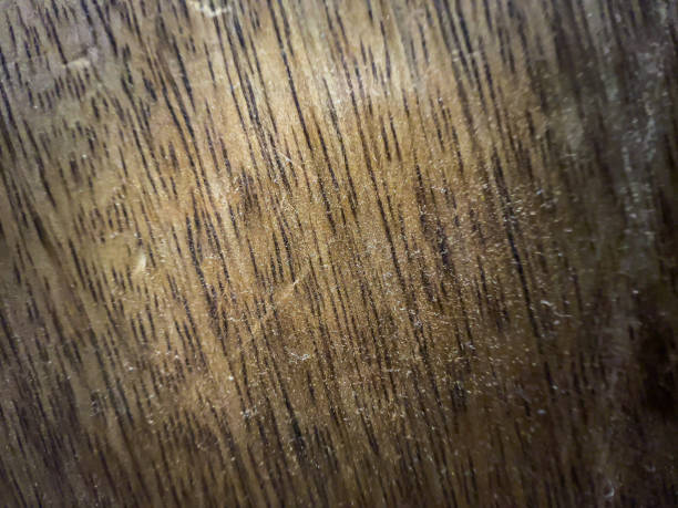 istock A macro image of a dark-light wood. 1356755072