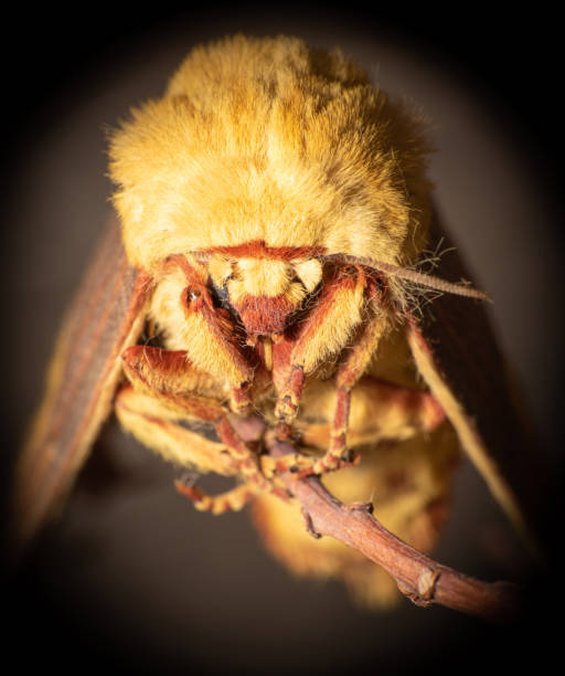 istock Yellow moth in detail with macro lens, selective focus. 1356758823