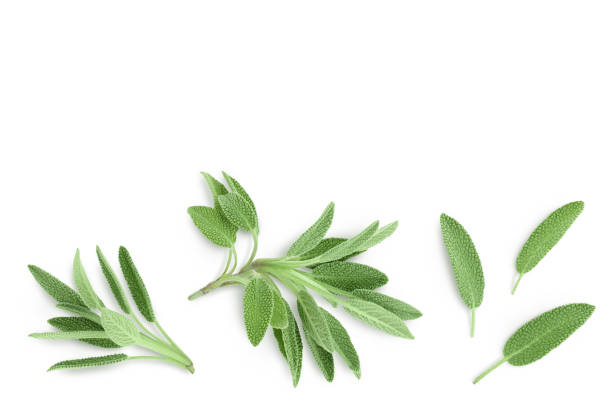 istock fresh sage herb isolated on white background with clipping path and full depth of field, Top view with copy space for your text. Flat lay 1356759993