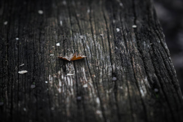 Old wooden floor and forest in background