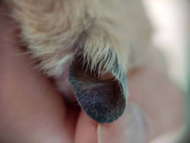 istock Ear of syrian hamster close-up 1356760132