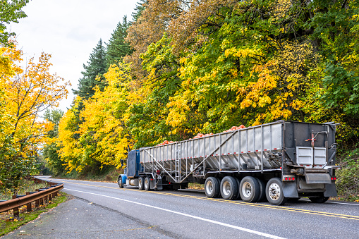 Industrial big rig blue semi truck tractor transporting pumpkin harvest in long bulk semi trailer driving on the divided winding highway road with autumn forest on the sides in Columbia Gorge
