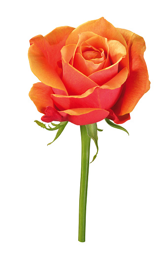 Bright orange rose blossom with stem