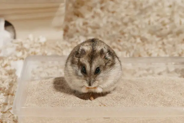 Hamster is eating a oat in its bathing sand.
