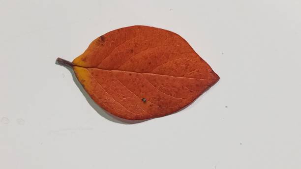 istock Beautiful colorful autumn leaf isolated on white background. 1356763931
