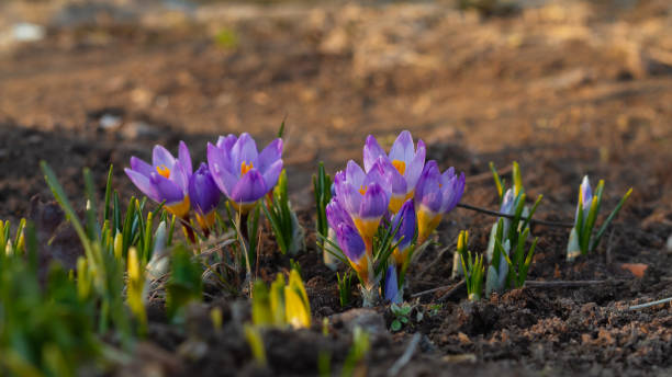 Beautiful lilac delicate crocuses grew out of the ground in early warm spring stock photo