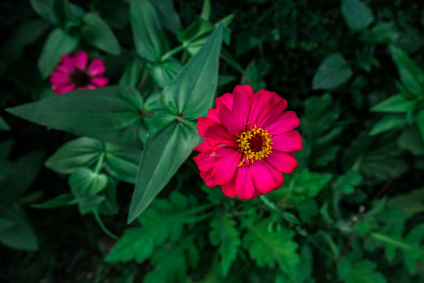 istock Peruviana paper flower 1356765845