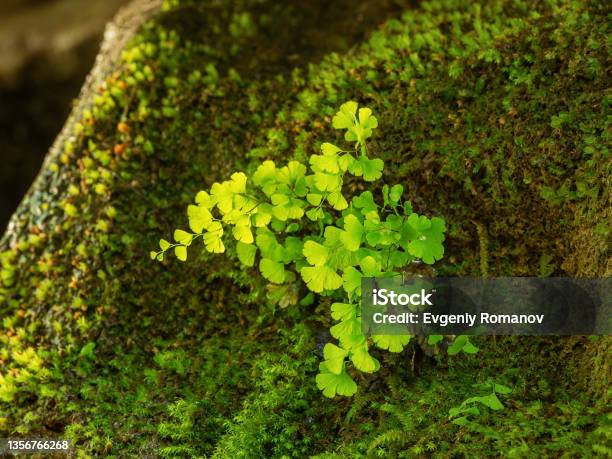 The Caucasus Mountains Kudepsta River Canyon Southern Maidenhair Fern Among Moss Stock Photo - Download Image Now