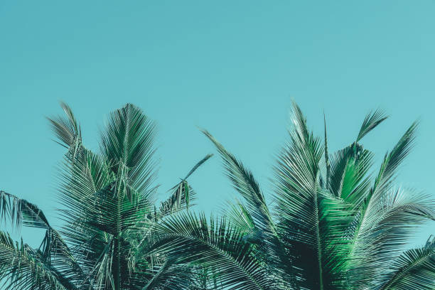istock tropical palm leaf background, coconut palm trees perspective view 1356768282