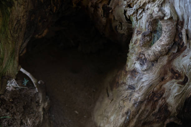 A small plant growing up inside a broken tree body in Tanzawa, Japan.