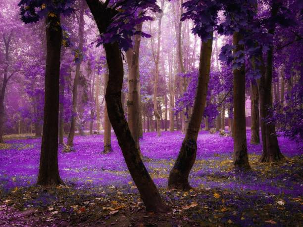 istock Mysterious foggy forest In the morning. 1356768791
