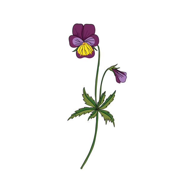vector drawing wild pansy vector drawing wild pansy,Viola tricolor , hand drawn illustration of medicinal plant pansy stock illustrations