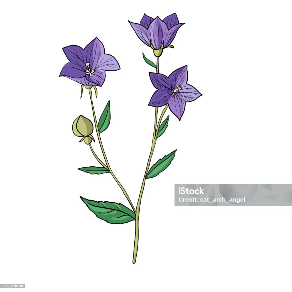 Vector Drawing Balloon Flower Stock Illustration - Download Image ...