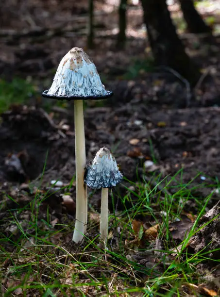 Shaggy Inkcap, Coprinus comatus, edible funghi during autumn in forest in the netherlands