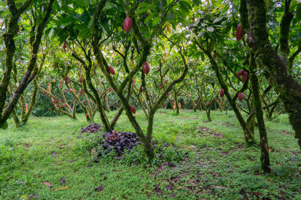 cocoa plantation cocoa plantation with red cocoa beans cacao fruit stock pictures, royalty-free photos & images