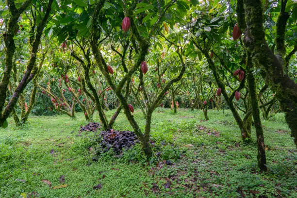 cocoa plantation with red cocoa beans