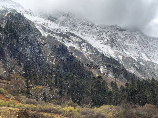 istock forest in tibet plateau 1356772473