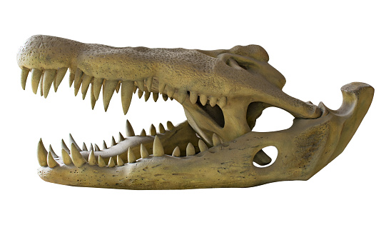Crocodile teeth bone skull or alligator old vintage fierce and open mouth isolated on white background with clipping path.