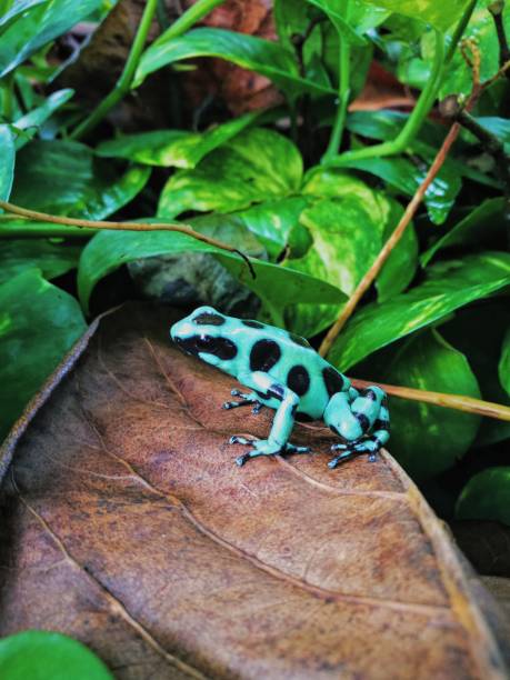 istock Wild dangerous frog on the jungle 1356773758