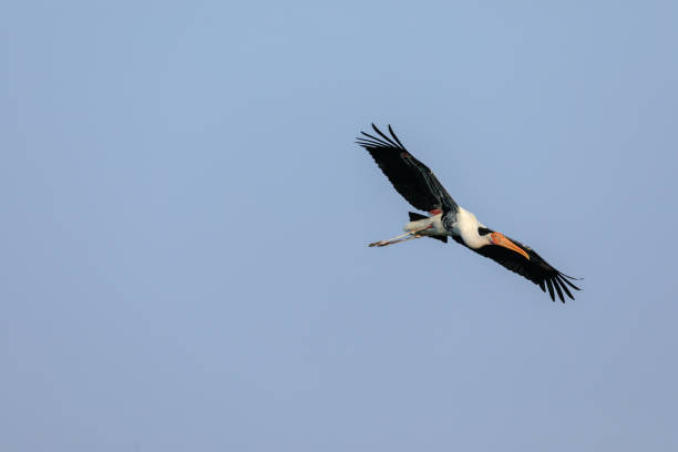 istock a painted stork gliding freely on a sunny blue sky day 1356774744