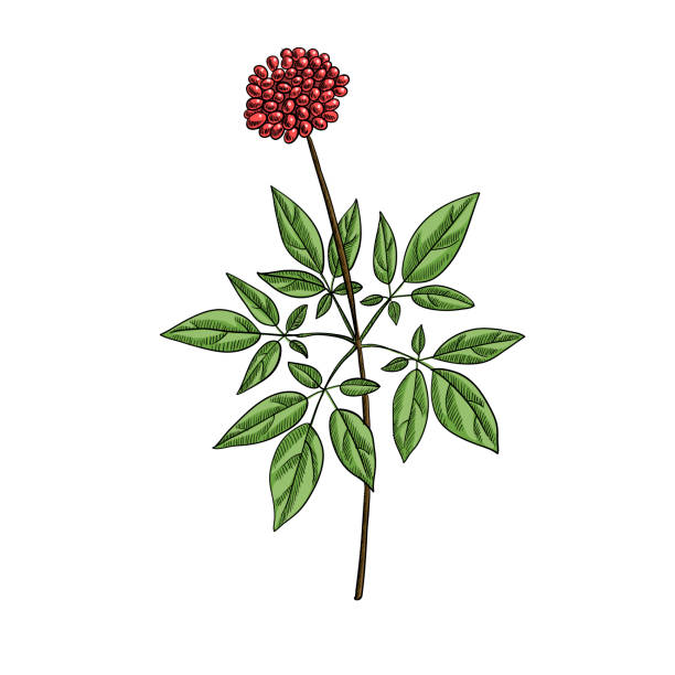 ベクター描画高麗人参工場 - ginseng leaf berry nature点のイラスト素材／クリップアート素材／マンガ素材／アイコン素材