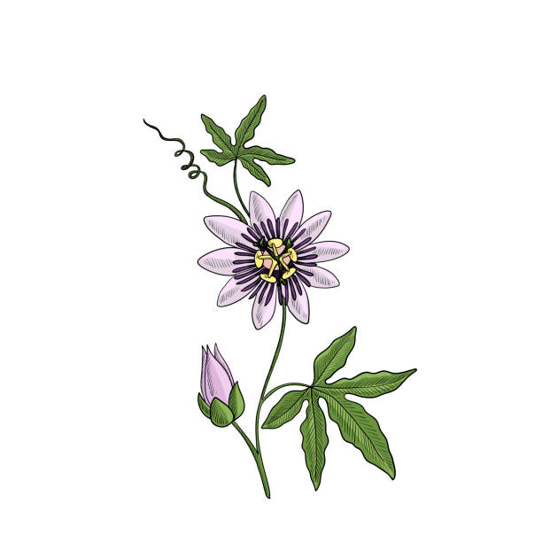 vector drawing passiflora vector drawing passiflora, passion flower, passion vines, hand drawn illustration passion flower stock illustrations