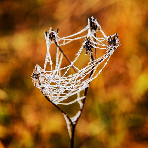 istock Detail of frozen cobweb 1356776478