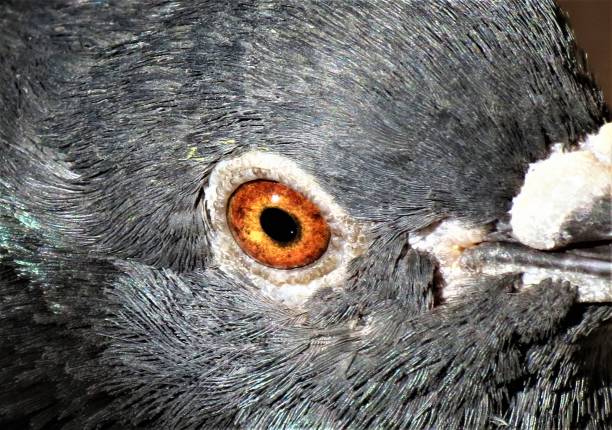 Portrait of pigeon.