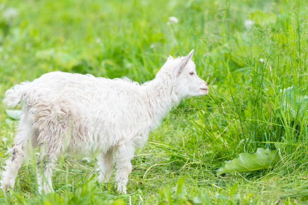 istock White goat in the garden eats young succulent grass, breeding goats 1356779561