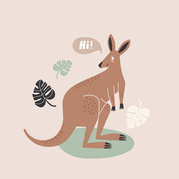 ilustraciones, imágenes clip art, dibujos animados e iconos de stock de lindo animal canguro australiano, ilustración vectorial en estilo de dibujos animados para carteles y tarjetas - kangaroo animal humor fun