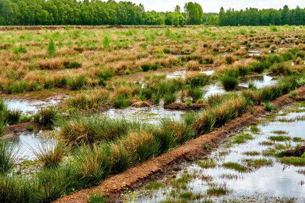 Water-filled drainage trenches in a moorland for draining for peat extraction Water-filled drainage trenches in a moorland for draining for peat extraction bog stock pictures, royalty-free photos & images