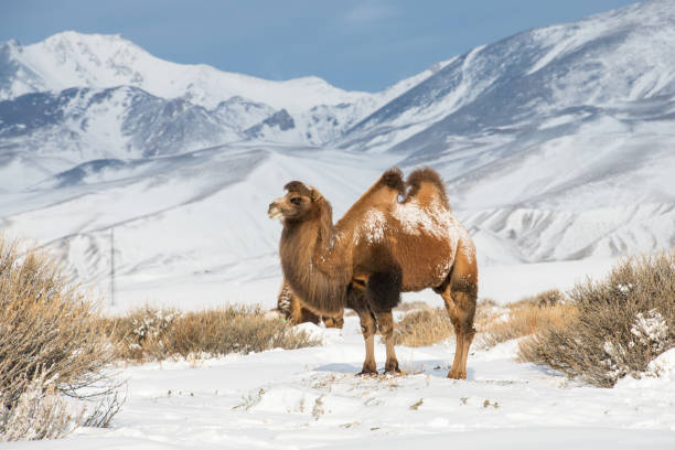 istock Brown bactrian camel on snow against Altai mountains in winter 1356783592