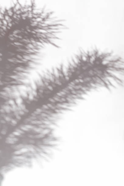 istock The shadow of pine branches on a light background 1356783831