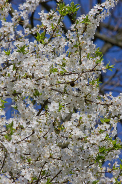 istock flowers of blooming cherry 1356786712